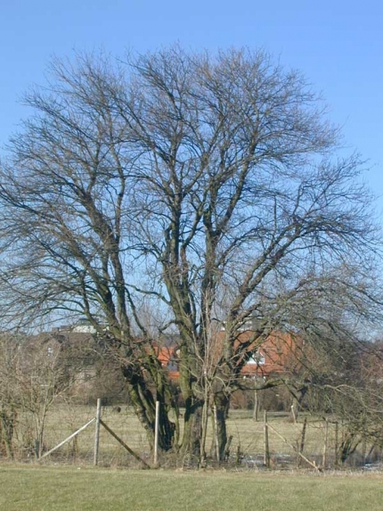 Bild 2 von 1 Feldahorn in der Dedinger Heide